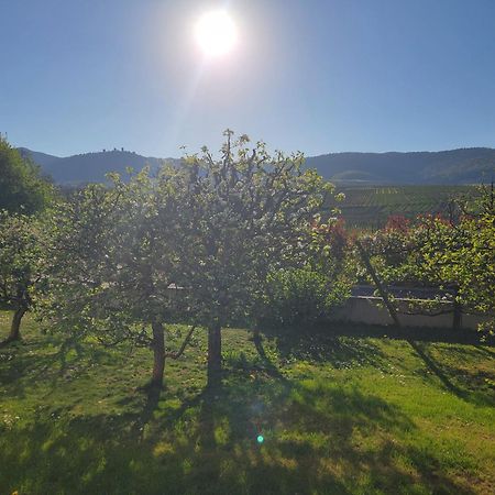 Studio Aux Pieds Des Vignes Eguisheim Eksteriør bilde