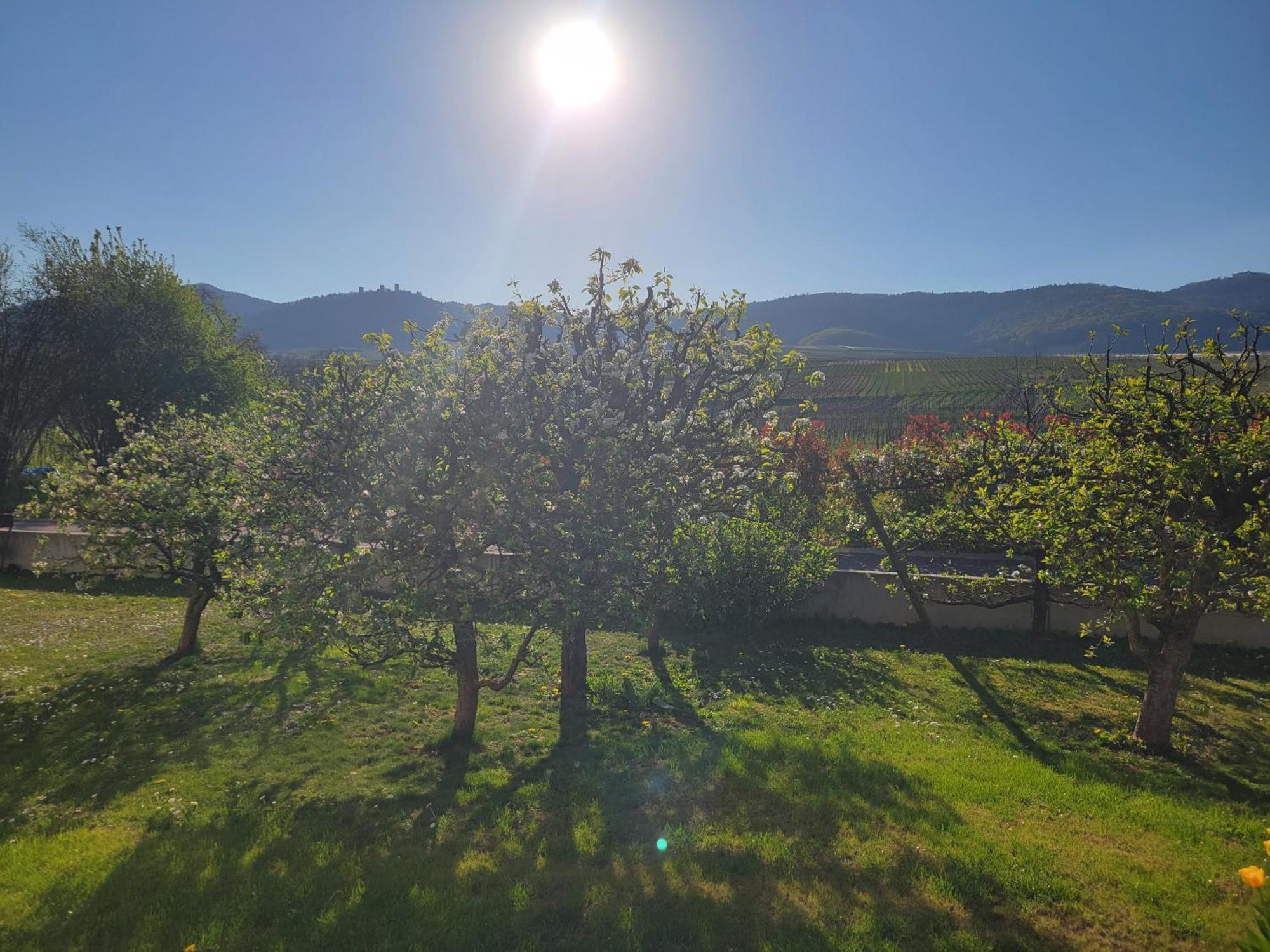 Studio Aux Pieds Des Vignes Eguisheim Eksteriør bilde